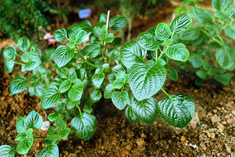 Herba & Jiwa Kami